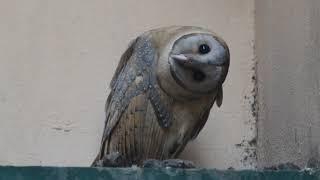 Funny owl video- Dancing owl #bird #funny #owl #owlvideo #funnybirdvideo #barnowl #dancingowl