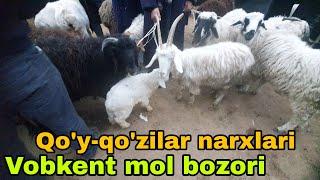 Vobkent mol bozori qo'y-qo'zilar narxlari 25-fevral, 2023