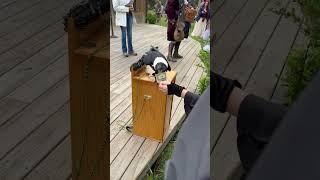 Clever Raven Collects Money After Bird Show