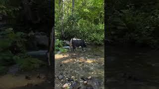 : #shorts #ateş #boğa #köyhayatı #keşfet #fyp #heidi #cow #nature #shortvideo