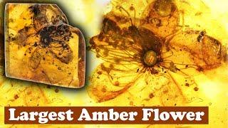 Largest Known Flower Preserved in Amber