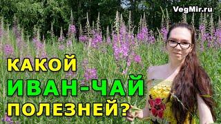 Иван-чай - какой полезней: ферментированный или сушеный? Как правильно собирать и сушить кипрей