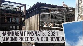 Игра голубей (архив) / Начинаем приучать. Bakı göyərçinlər. Almond Pigeons. کبوتر . Tauben.