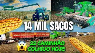 Colheita milho safrinha no Mato Grosso