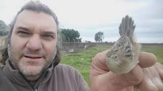 IRADERAN presentando al Pájaro Mosca o Chochin