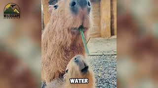 Capybaras: The Most Loved Animal on Earth!