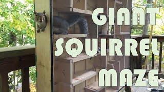 Testing my Giant Squirrel Maze