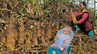 Single mother _ Picking early season bamboo shoots to earn a living to raise her children