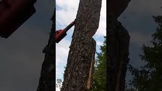 WHY YOU SHOULD USE WEDGES OR A TREE JACK!