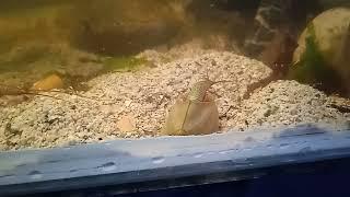 Triops Australiensis Green digging in Bulgaria 2