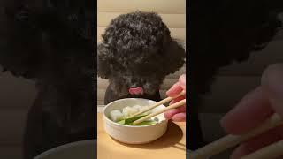 Today I ate cucumbers in the sun Qiupian#blackpoodle  #viralvideo #puppy #pets #cute #dog