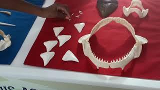 St. Louis Aquarium at Union Station - Shark Teeth