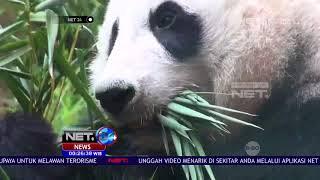 Wakil PM Cina Kunjungi Panda Cai Tao dan Hu Chun di Taman Safari Bogor - NET24