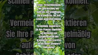 Diesen häufigen FEHLER im GARTEN unbedingt vermeiden  #garten #gartentipps #gemüsegarten