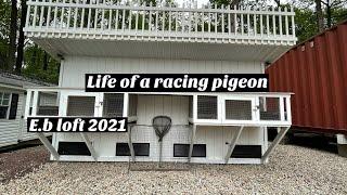 Life of a racing pigeon - breeding to flying 2021