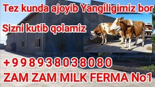 ZAM ZAM MILK FERMA. Yangilik e‘lon qilindi. ️938038080 Yangi partiya Mollarimiz kelishni boshlaydi