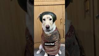 Coco : The Bahubali || Labra Coco || #shorts #funny #comedy #dog #funnymemes #labrador #trending
