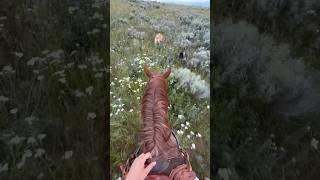 Spring in Montana #mountains #horses #mustang #reddeadredemption #adventure #riding #blmmustang #blm