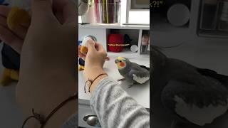 Jealous Cockatiel Demands Attention #bird #cockatiel #parrot #yumyumthetiel