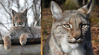 Eurasian lynx family