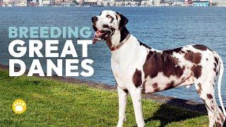 Breeding Great Danes (Health, Standards, Commitments)