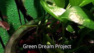 Channel Friends Green Dream Project