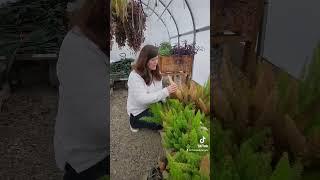 Fox Tail Ferns  How to Save Them from a BIG FREEZE 