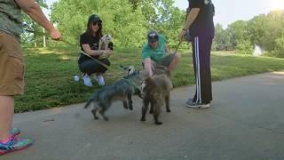 Cardio For Canines - Promotional Commercial