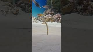 #wow MARVELOUS CREATURE in the water #shorts#viral #trending #eel