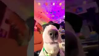 Pookie loves parties! #dogs #meme #funny #shorts #memes