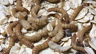 Mealworm Growing Pods Review @thebugfactory_BSF