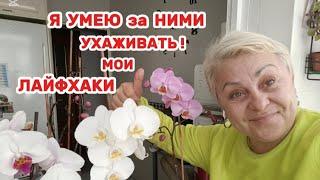 А В ИСПАНИИ ОПЯТЬ КРАСНЫЕ ПРЕДУПРЕЖДЕНИЯ НАВОДНЕНИЙ/КАК УХАЖИВАТЬ за ОРХИДЕЯМИ- СПОРНЫЕ ВОПРОСЫ 