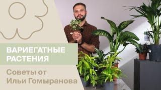 Вариегатные растения | Советы от Ильи Гомыранова