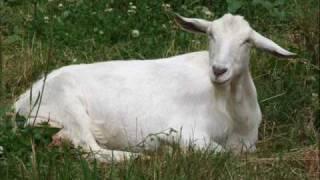 Memories Of Our Jollity Farm Sanctuary 1997 to 2010