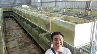 Crazy Discus farm.