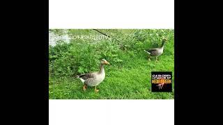 THE 4 DUCKS RARE SHOT  #duck #nature #naturelover #river #riverside #swag #rarefind