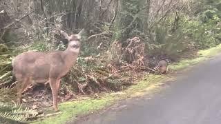 Raccoon and Deer Buddies