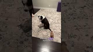 A Surprise Guest: The Prairie Dog Who Found a New Home.#prairiedog #shorts #animals #pet #love