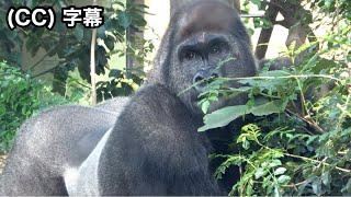 After the skirmish, Gentaro's expression became robust.｜Momotaro family 、Gorilla