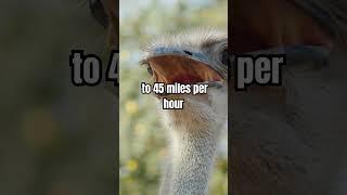 Animals facts shorts 17 #animalshorts #animalsfacts #interestingfacts