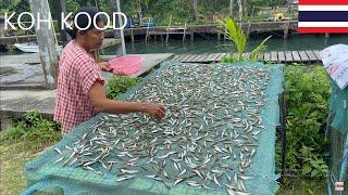 【4K】Walking in a beautiful fishing village enjoy the daily life of locals l Koh Kood l Thailand l P1