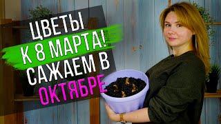 Пора сажать цветы к 8 марта! Выгонка тюльпанов, нарциссов и гиацинтов