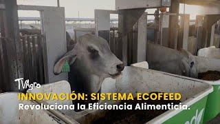 Innovación: Sistema EcoFeed Revoluciona la Eficiencia Alimenticia - TvAgro por Juan Gonzalo Angel