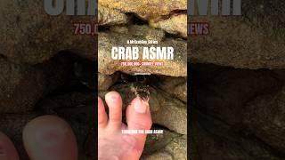 MrCrabGuy Crab ASMR Series | Crab Pedicure ASMR Sounds #shorts