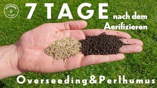 Overseeding & Perlhumus | 7 Tage nach dem Aerifizieren