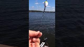 Crappie Fishing Setup #shorts