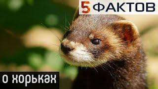 ⭐️ 5 ПРИКОЛЬНЫХ фактов о ХОРЬКАХ