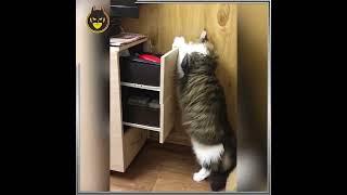 Любопытные котики #cat #кот #котики