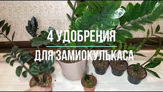 4 лучших удобрения для ЗАМИОКУЛЬКАСА, чтобы активно росли новые листья