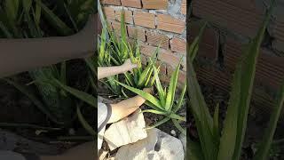 Better balm#aloevera #garden #plants #nature #family #farming #succulent #success